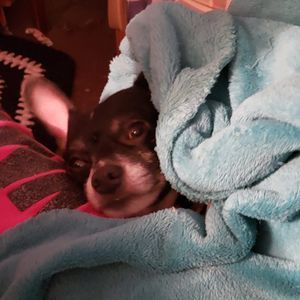 Meet your Posher, Connie